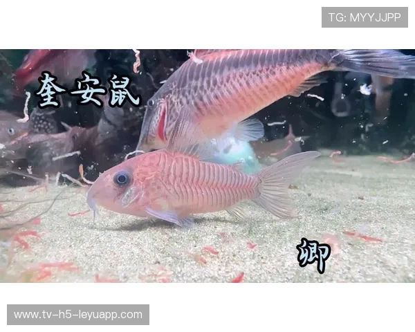 圭亚那洋娃娃舞蹈运动成为新潮流,圭亚那的官方语言是什么 圭亚那洋娃娃舞蹈运动成为新潮流,圭亚那的官方语言是什么