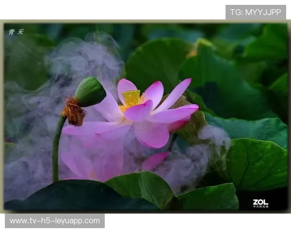 赛场“雾中看花”:运动员“花式救球”掀热潮! 赛场“雾中看花”:运动员“花式救球”掀热潮!