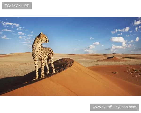 纳米比亚高原骑马比赛吸引众多骑手,纳米比亚自驾游 纳米比亚高原骑马比赛吸引众多骑手,纳米比亚自驾游